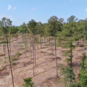 Photo #11 of Tbd Donna, Laurinburg, NC 44.2 acres
