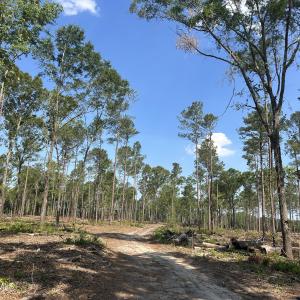 Photo #16 of Tbd Donna, Laurinburg, NC 44.2 acres