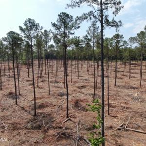 Photo #12 of Tbd Donna, Laurinburg, NC 44.2 acres