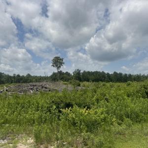 Photo #15 of Near 10769 Old 74, Evergreen, NC 113.0 acres