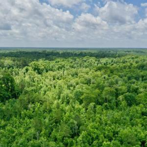 Photo #4 of Near 10769 Old 74, Evergreen, NC 113.0 acres