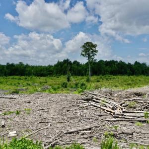 Photo #7 of Near 10769 Old 74, Evergreen, NC 113.0 acres