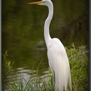 Photo #14 of 122 Jade, Beaufort, NC 0.6 acres