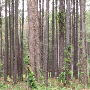 Photo #5 of 3231 Orchard Creek, Oriental, NC 7.9 acres