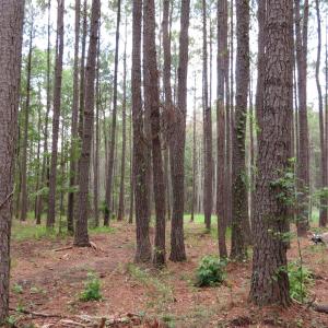 Photo #1 of 3231 Orchard Creek, Oriental, NC 7.9 acres