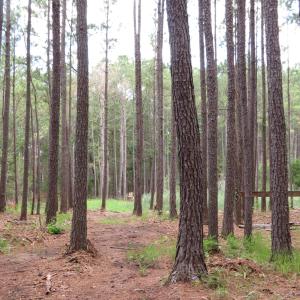 Photo #7 of 3231 Orchard Creek, Oriental, NC 7.9 acres