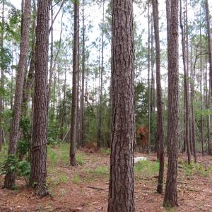 Photo #12 of 3231 Orchard Creek, Oriental, NC 7.9 acres