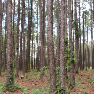 Photo #6 of 3231 Orchard Creek, Oriental, NC 7.9 acres
