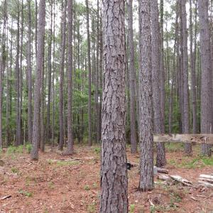 Photo #9 of 3231 Orchard Creek, Oriental, NC 7.9 acres