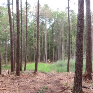 Photo #11 of 3231 Orchard Creek, Oriental, NC 7.9 acres