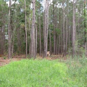 Photo #8 of 3231 Orchard Creek, Oriental, NC 7.9 acres
