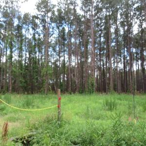 Photo #2 of 3231 Orchard Creek, Oriental, NC 7.9 acres