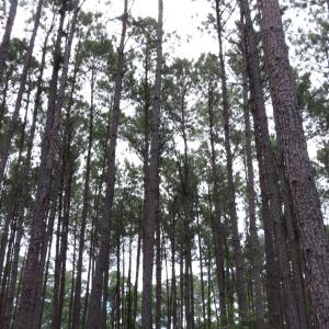 Photo #15 of 3231 Orchard Creek, Oriental, NC 7.9 acres