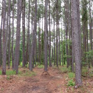 Photo #14 of 3231 Orchard Creek, Oriental, NC 7.9 acres