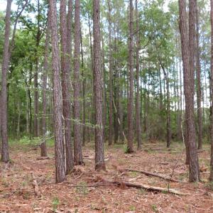 Photo #13 of 3231 Orchard Creek, Oriental, NC 7.9 acres