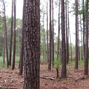 Photo #10 of 3231 Orchard Creek, Oriental, NC 7.9 acres