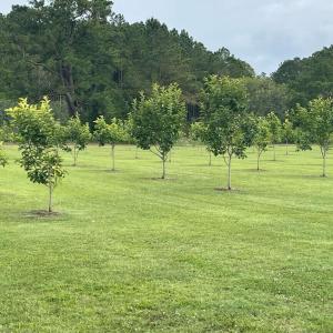 Photo #9 of 3927 Whortonsville, Merritt, NC 7.5 acres