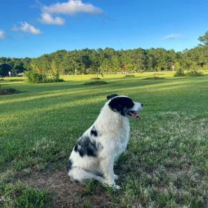 Photo #11 of 3927 Whortonsville, Merritt, NC 7.5 acres