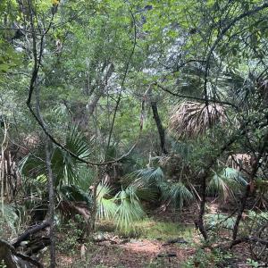 Photo #8 of 8 Leopard Frog, Bald Head Island, NC 0.5 acres