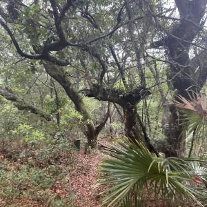 Photo #6 of 8 Leopard Frog, Bald Head Island, NC 0.5 acres
