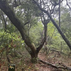 Photo #7 of 8 Leopard Frog, Bald Head Island, NC 0.5 acres