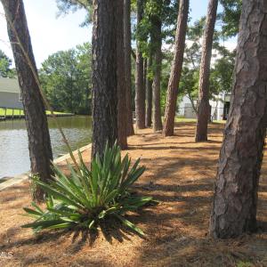 Photo #11 of 105 Mallard, Grandy, NC 0.5 acres