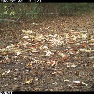 Photo #13 of Off Swamp Fox Hwy, Tabor City, NC 68.0 acres