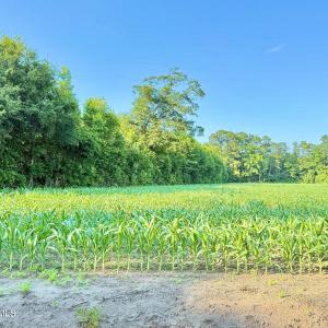Photo #27 of Off Swamp Fox Hwy, Tabor City, NC 68.0 acres