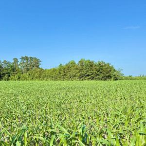 Photo #28 of Off Swamp Fox Hwy, Tabor City, NC 68.0 acres
