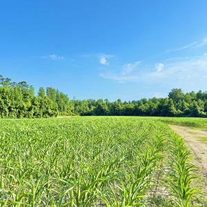 Photo #6 of Off Swamp Fox Hwy, Tabor City, NC 68.0 acres