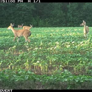 Photo #29 of Off Swamp Fox Hwy, Tabor City, NC 68.0 acres