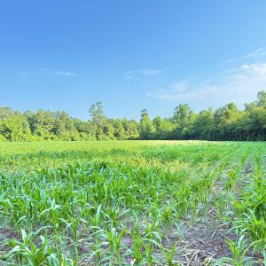 Photo #26 of Off Swamp Fox Hwy, Tabor City, NC 68.0 acres