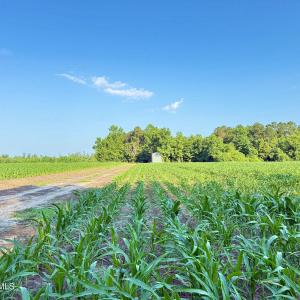 Photo #25 of Off Swamp Fox Hwy, Tabor City, NC 68.0 acres