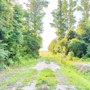 Photo #4 of Off Swamp Fox Hwy, Tabor City, NC 68.0 acres