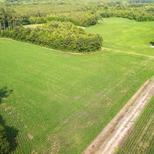 Photo #15 of Off Swamp Fox Hwy, Tabor City, NC 68.0 acres