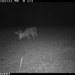 Photo #9 of Off Swamp Fox Hwy, Tabor City, NC 68.0 acres