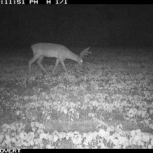 Photo #11 of Off Swamp Fox Hwy, Tabor City, NC 68.0 acres