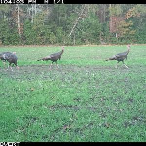 Photo #8 of Off Swamp Fox Hwy, Tabor City, NC 68.0 acres
