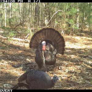 Photo #7 of Off Swamp Fox Hwy, Tabor City, NC 68.0 acres