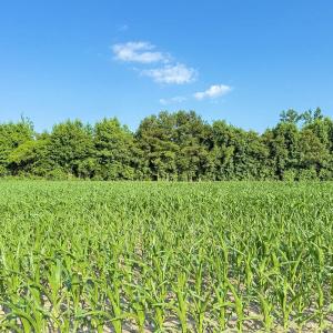 Photo #23 of Off Swamp Fox Hwy, Tabor City, NC 68.0 acres
