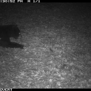 Photo #12 of Off Swamp Fox Hwy, Tabor City, NC 68.0 acres