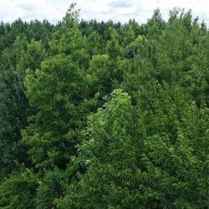 Photo #46 of River North, Camden, NC 37.3 acres