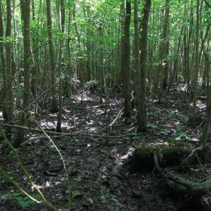 Photo #25 of River North, Camden, NC 37.3 acres