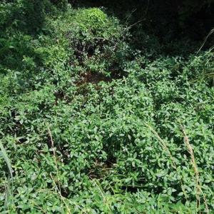 Photo #27 of River North, Camden, NC 37.3 acres