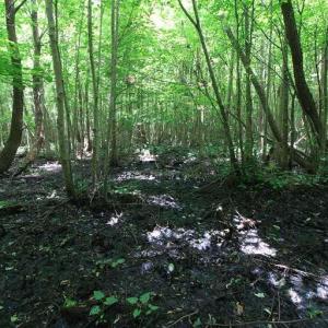 Photo #26 of River North, Camden, NC 37.3 acres