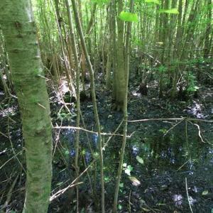 Photo #50 of River North, Camden, NC 37.3 acres
