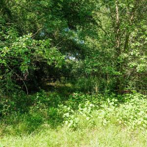 Photo #36 of 1-B River Oak, North Augusta, SC 2.9 acres