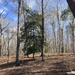 Photo #17 of Tbd Haltiwanger Retreat, Troy, NC 15.5 acres
