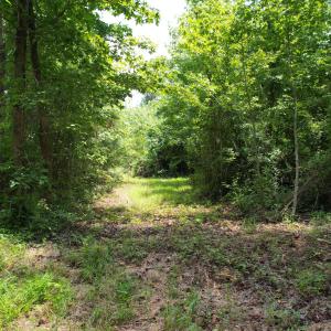 Photo #31 of Old Chinquapin, Beulaville, NC 3.7 acres