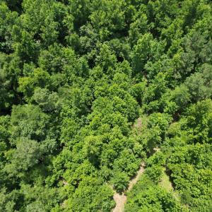 Photo #26 of Old Chinquapin, Beulaville, NC 3.7 acres
